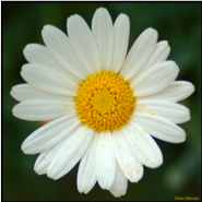 Daisey level sponsor