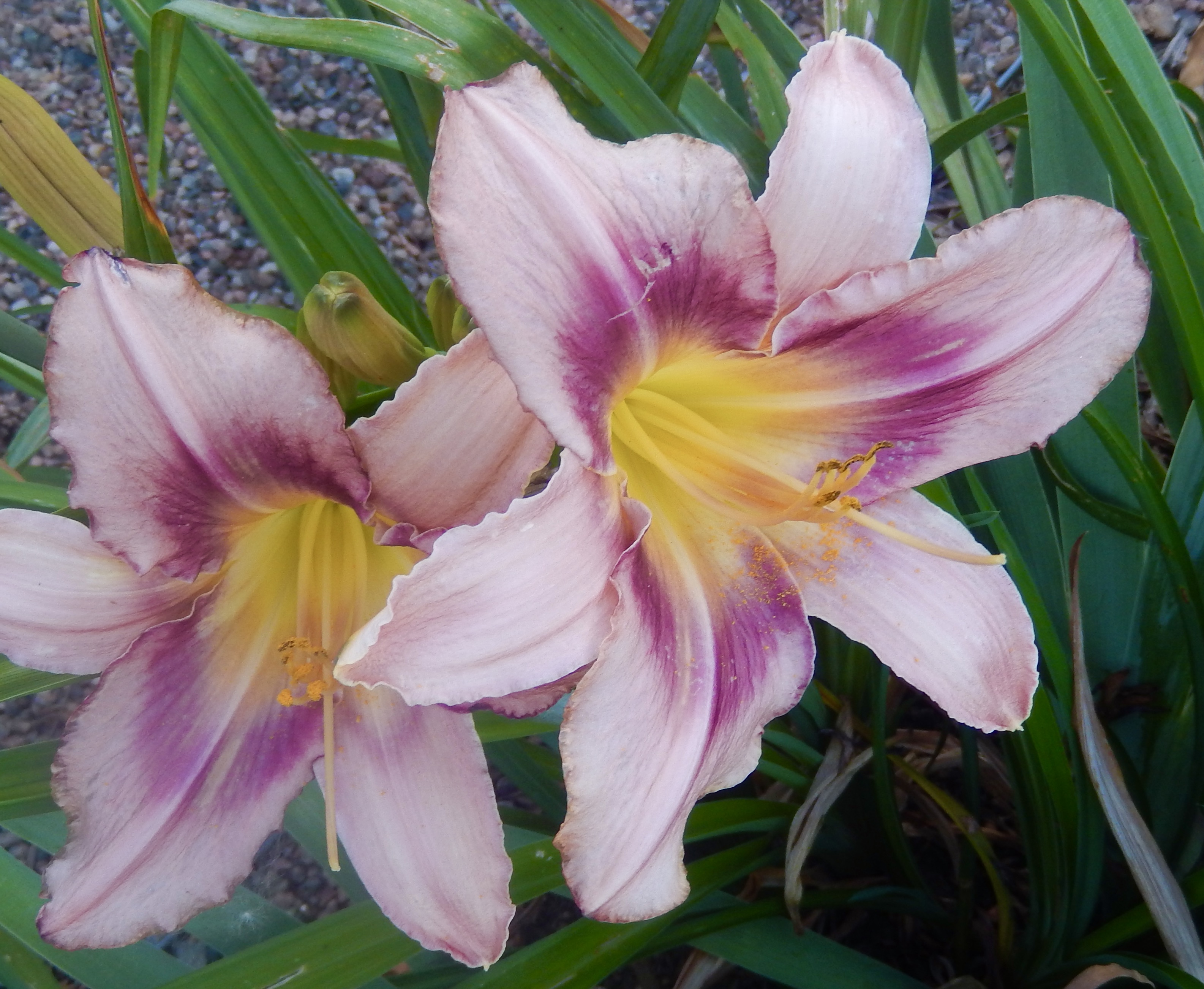 2026 Colorado Springs Garden Tour